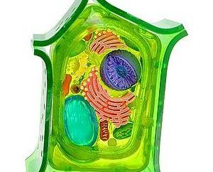 Komórka roślinna – podstawowy system biologiczny roślin