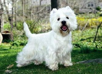 West Highland White Terrier: Opis charakter i opinie Kennel (foto)