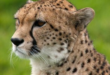Najszybszy zwierząt na świecie. gepardy prędkość jest równa prędkości pojazdu
