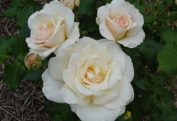 Róża francuska. Rose Garden – odmiany, uprawa, pielęgnacja