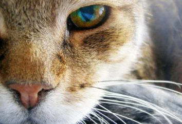 Ropiejące oczy kota, co robić? Dlaczego koty oczy jątrzyć