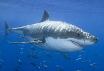 Great White Shark – Ocean storm
